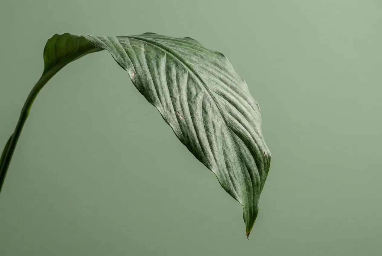 Gros plan sur une feuille de Spathiphyllum qui tombe sur fond uni