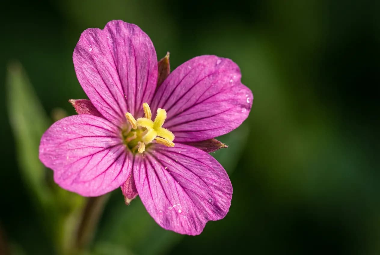 Gros plan macro sur les fleurs roses délicates de l'épilobe à tige carrée.