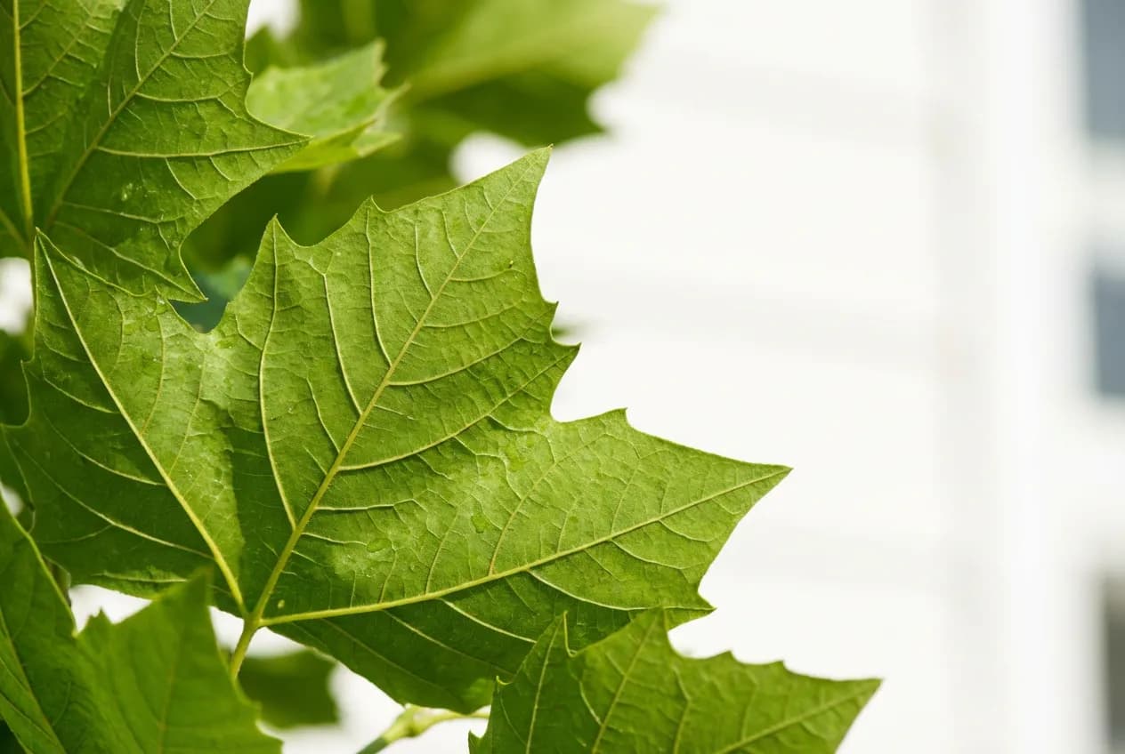 Gros plan sur les feuilles vertes d'un mûrier platane avec une façade de maison floue en arrière-plan.
