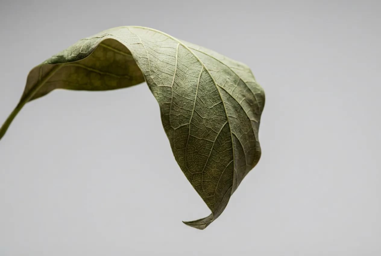Gros plan feuille d'avocatier affaissée sur fond neutre