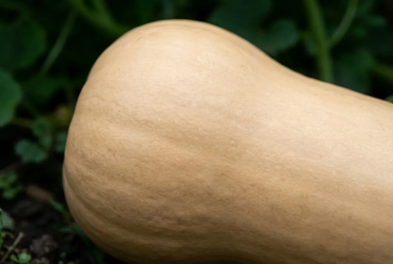Gros plan sur une courge butternut mûre prête à la récolte