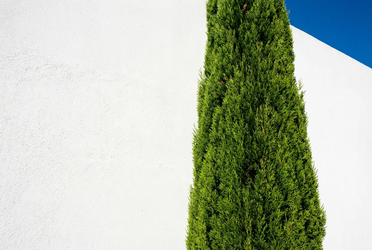 Silhouette d'un cyprès vert contre un mur blanc en plein soleil