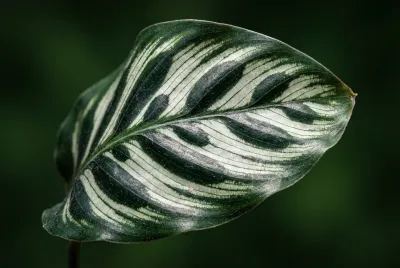 Gros plan macro sur la texture et les motifs d'une feuille de Calathea
