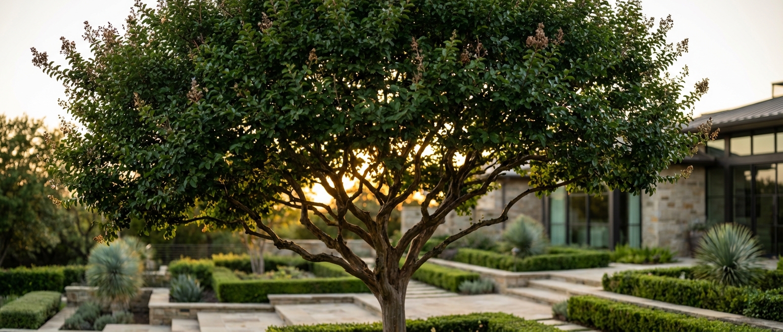 Un lilas des indes majestueux dans un jardin luxueux au soleil couchant sans fleurs