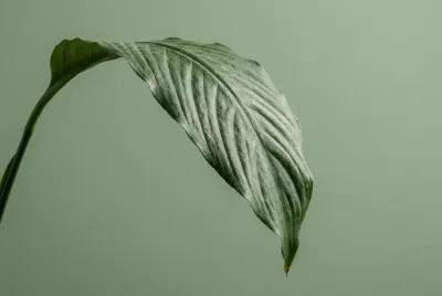 Gros plan sur une feuille de Spathiphyllum qui tombe sur fond uni