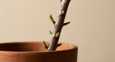 Gros plan minimaliste d'une bouture d'amandier dans un pot en terre cuite.
