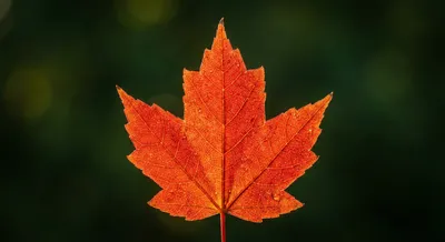 Gros plan iconique sur une feuille d'érable Autumn Blaze d'un rouge intense