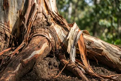 Gros plan sur les racines apparentes et l'écorce d'un eucalyptus