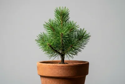 Gros plan sur un jeune pin vigoureux dans un pot en terre cuite sur fond neutre