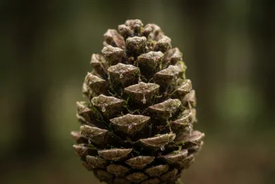 Gros plan macro sur une pomme de pin parfaite avec fond flou