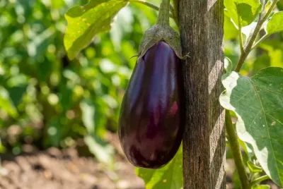 Gros plan sur une aubergine mûre attachée à son tuteur en bois